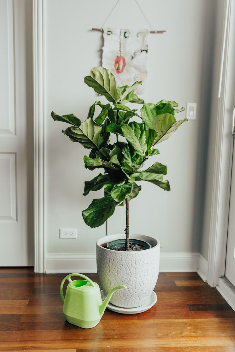 Give Your Fig A Final Deep Drink