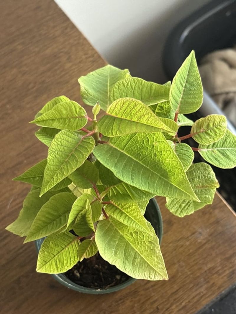 Give Your Florida Plant Long, Dark Nights