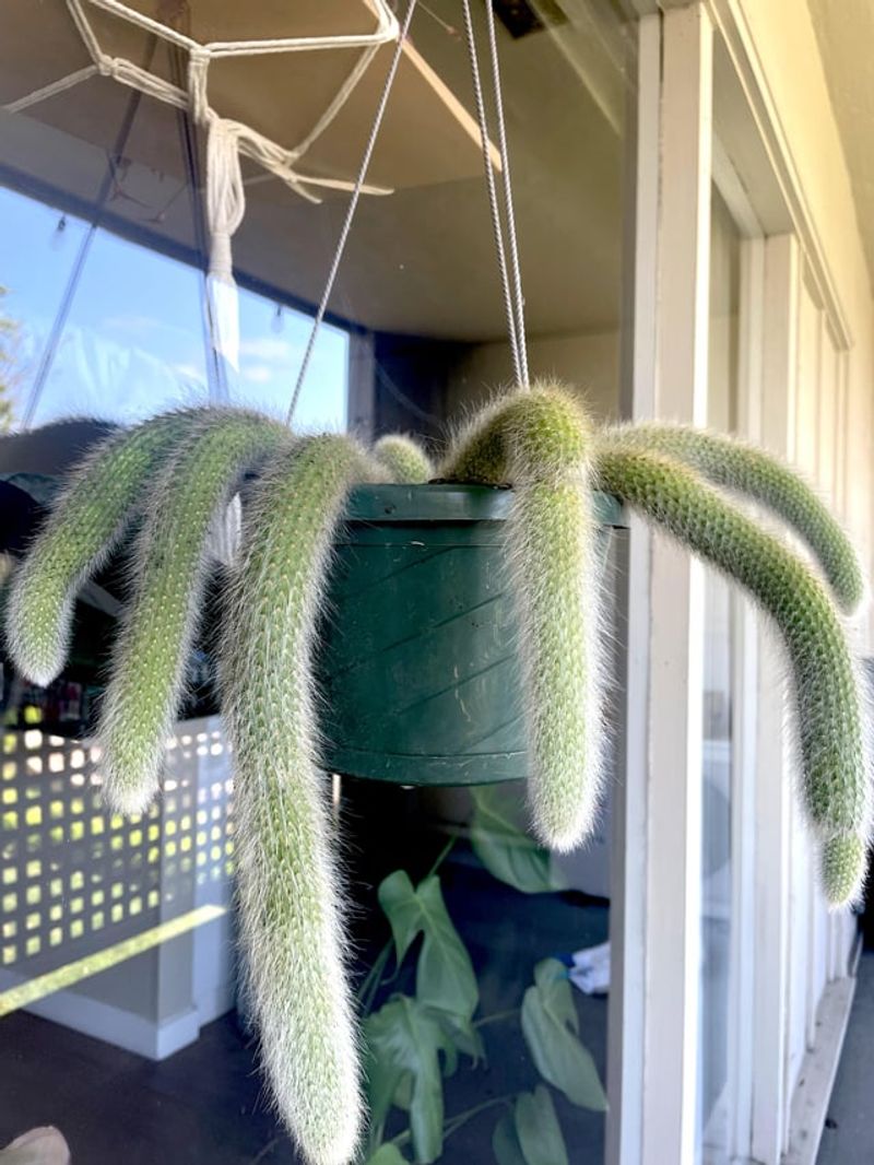 Give Your Fuzzy Friend Plenty Of Bright Light Give Your Fuzzy Friend Plenty Of Bright Light