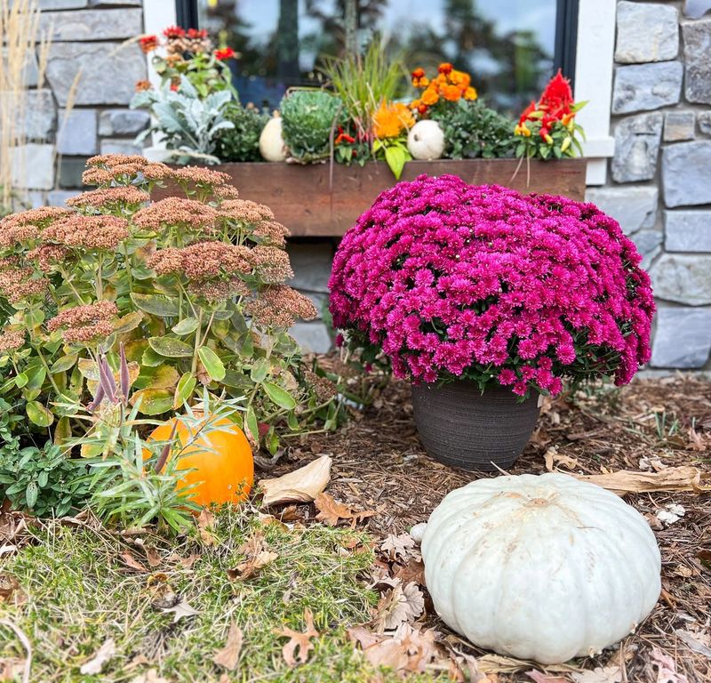 Give Your Hardy Mums Their Old Stems For Shelter