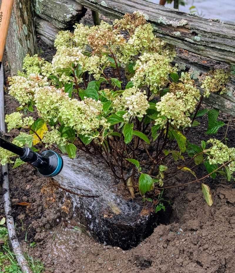 Give Your Hydrangeas A Deep Soak Until The Ground Freezes