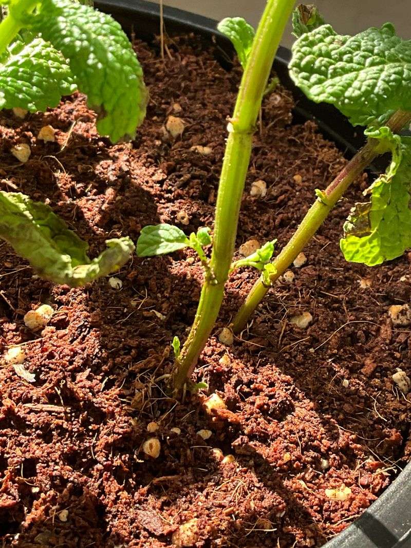 Give Your Mint A Fall Haircut Before Winter Arrives Give Your Mint A Fall Haircut Before Winter Arrives