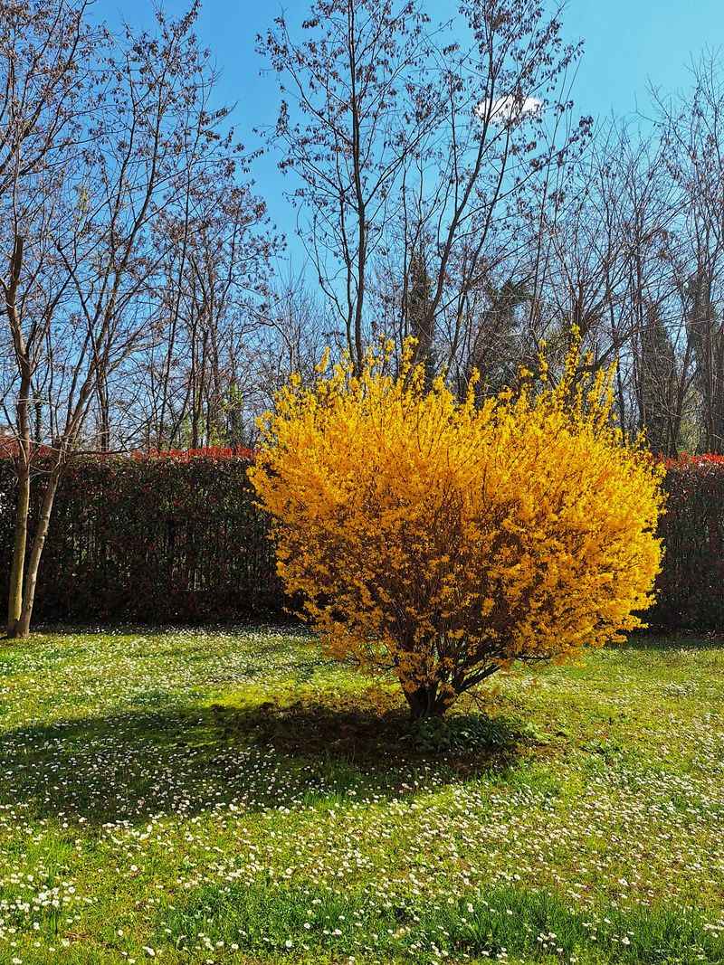 Give Your New Forsythia Shrubs Plenty of Sun and Elbow Room