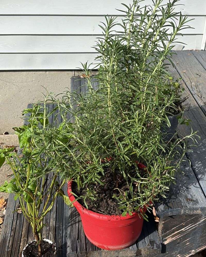 Give Your Plant A Slow Move Indoors Before Frost