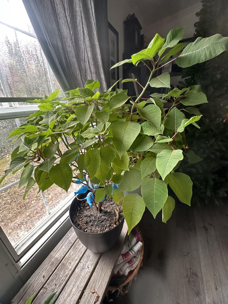 Give Your Plant Bright Daylight Every Morning Give Your Plant Bright Daylight Every Morning