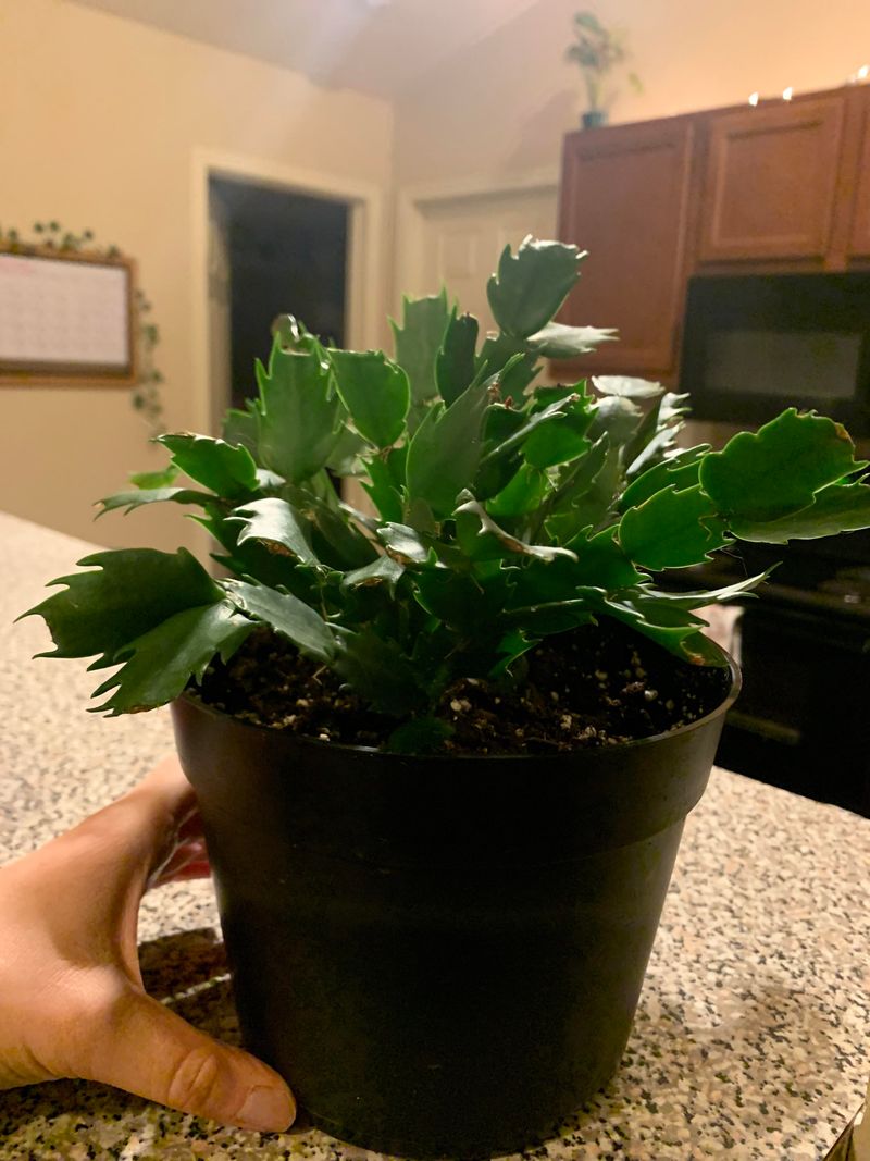 Give Your Plant Long, Dark Michigan Nights Give Your Plant Long, Dark Michigan Nights