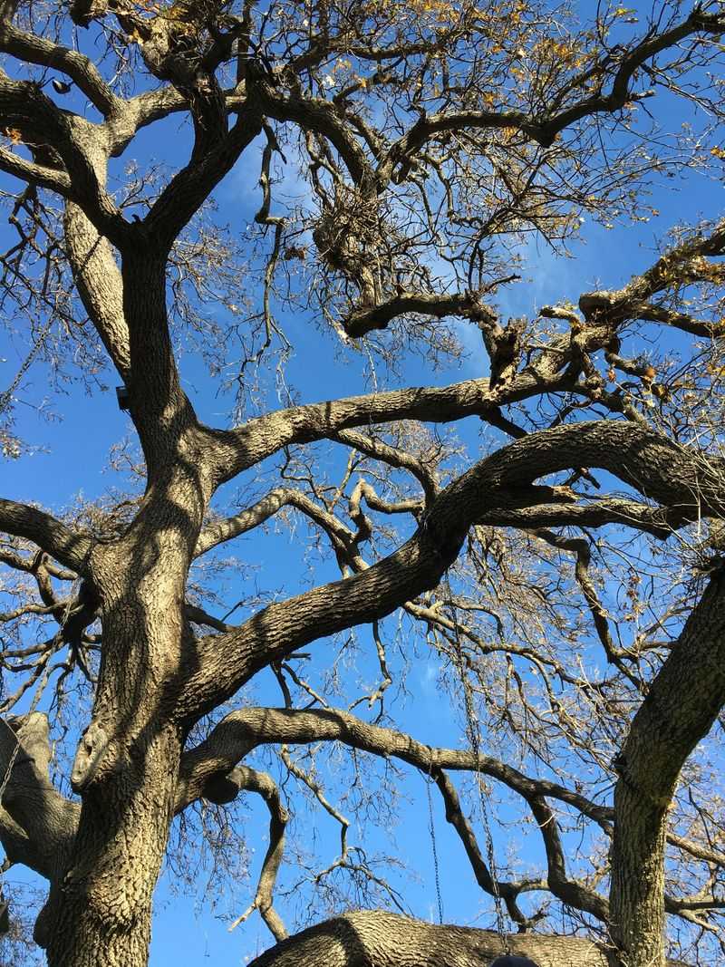 Give Your Trees a Pre-Storm Checkup Give Your Trees a Pre-Storm Checkup