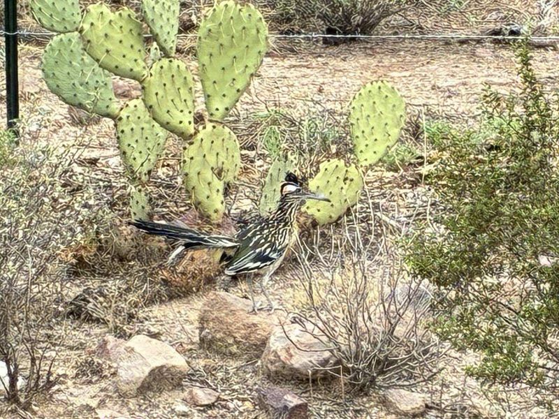 Give a visiting roadrunner space