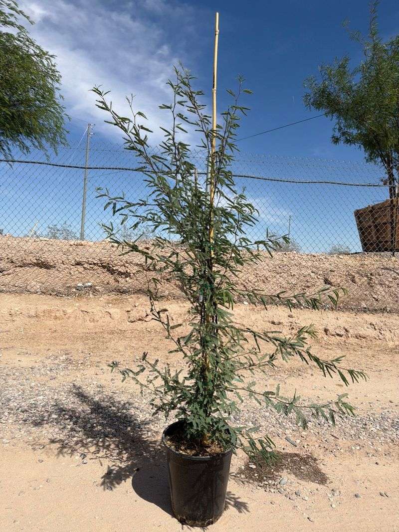 Give a young tree room and establishment care Give a young tree room and establishment care
