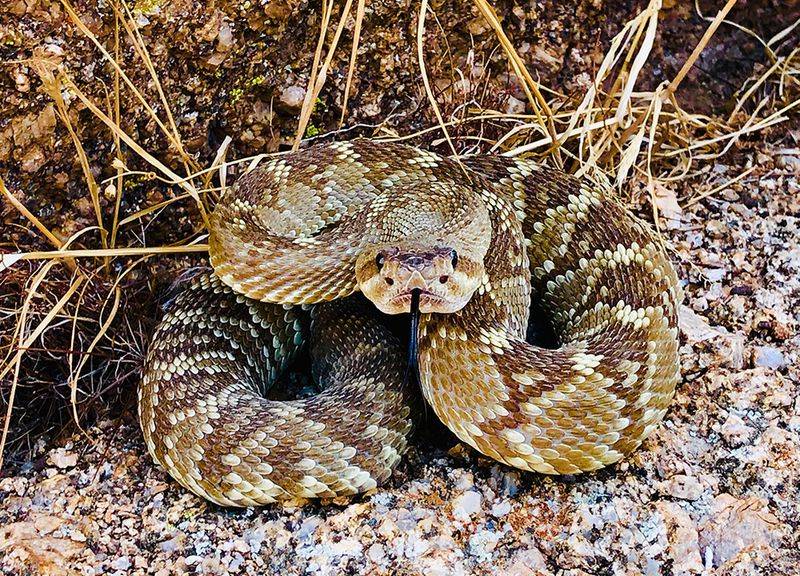 Give any snake space and call for help when needed Give any snake space and call for help when needed