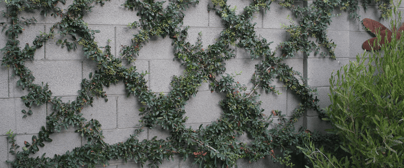 Give its tendrils a separate framework Give its tendrils a separate framework
