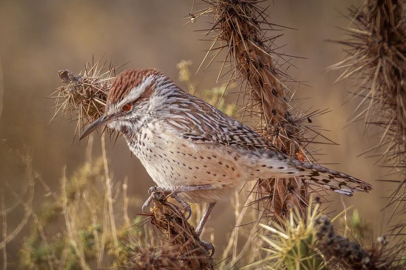 Give occupied nests space