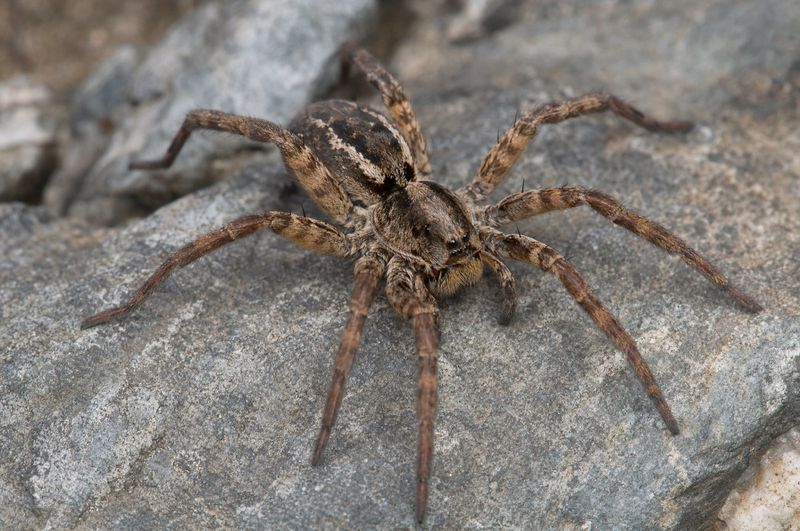 Give the spider space instead of handling it