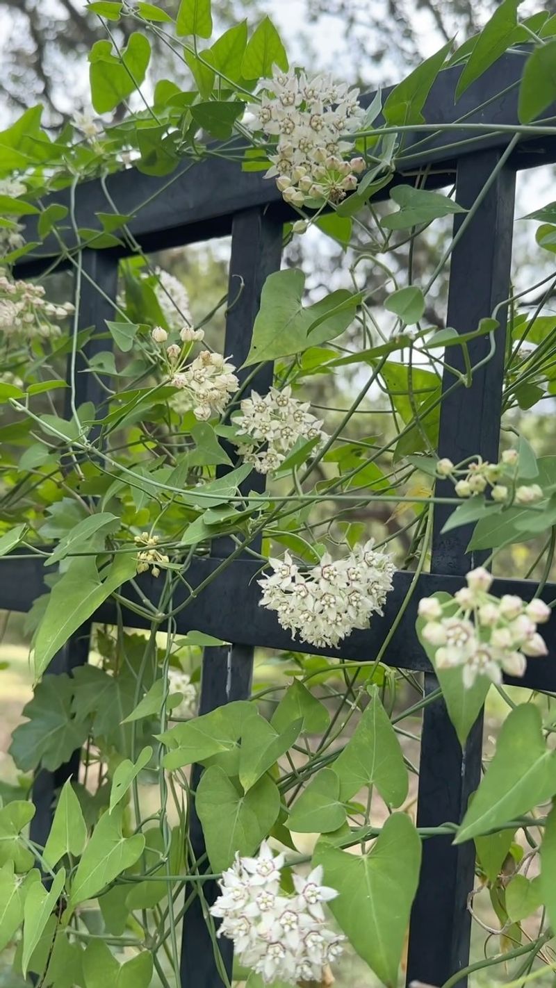 Give the vine room to climb