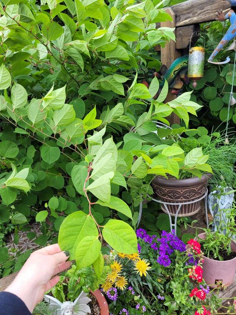 Giving Plants Away May Cross The Line Giving Plants Away May Cross The Line