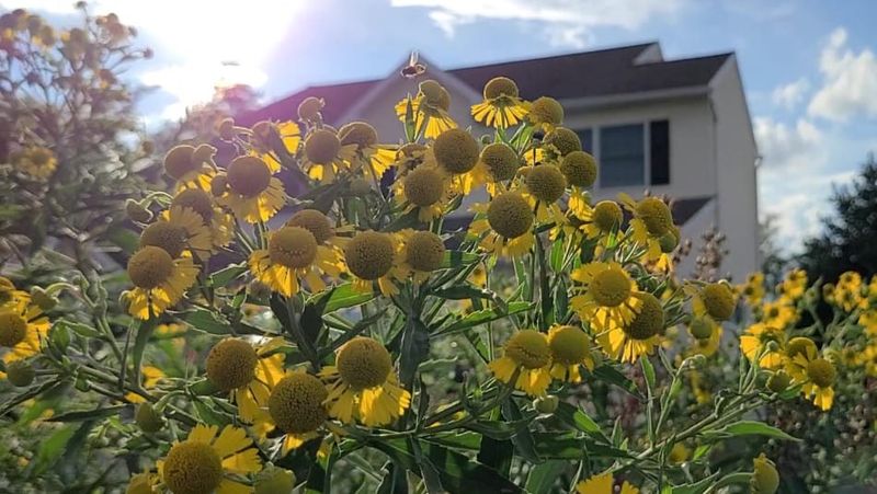 Giving Sneezeweed The Sunshine It Craves