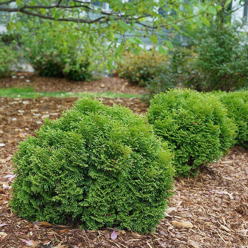 Globe Arborvitae Holds A Tidy Shape Without Pruning