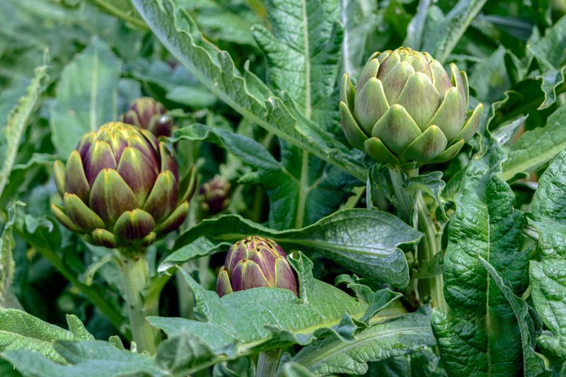 Globe Artichokes For The Richest Bed Globe Artichokes For The Richest Bed