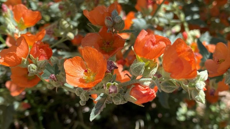 Globe Mallow