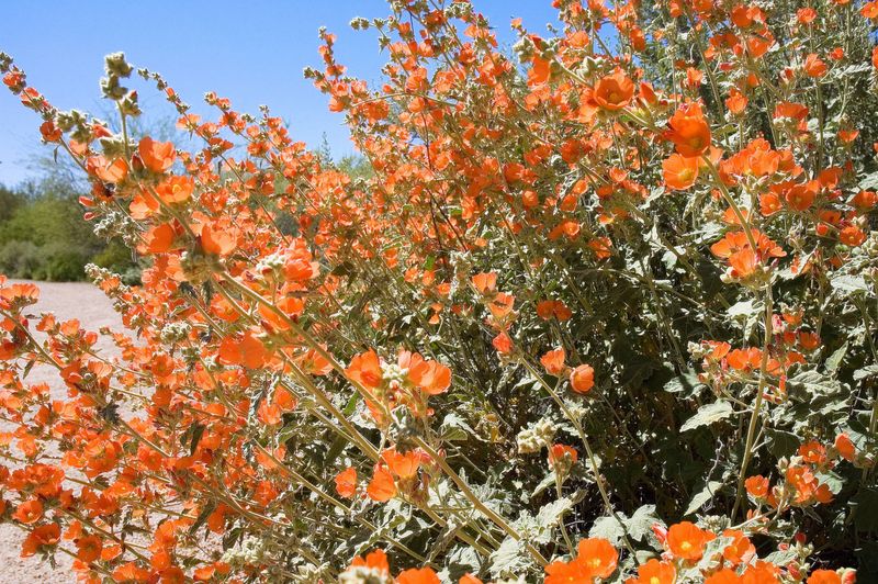 Globe Mallow
