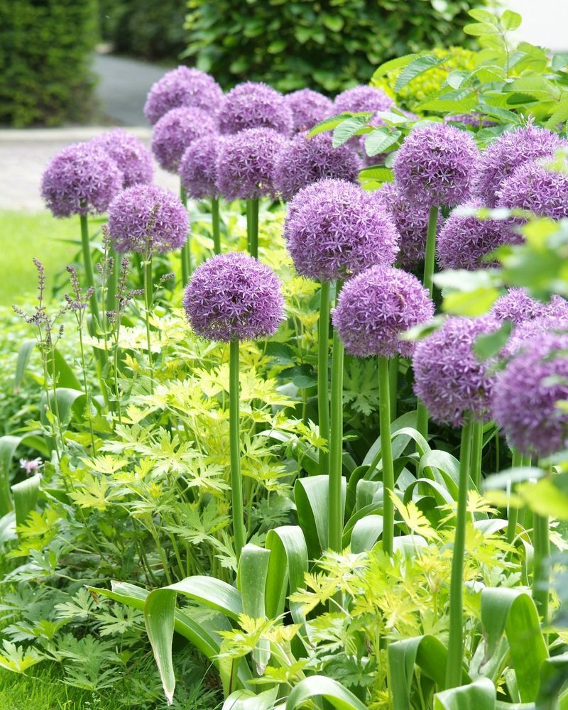 Globe-Shaped Alliums Hold Up Well Against Digging Rodents Globe-Shaped Alliums Hold Up Well Against Digging Rodents
