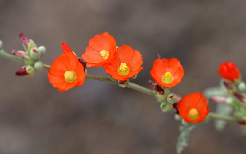 Globemallow