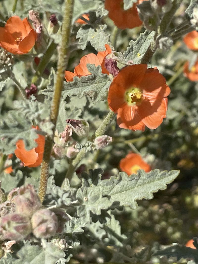 Globemallow Globemallow