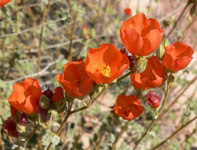 Globemallow Globemallow