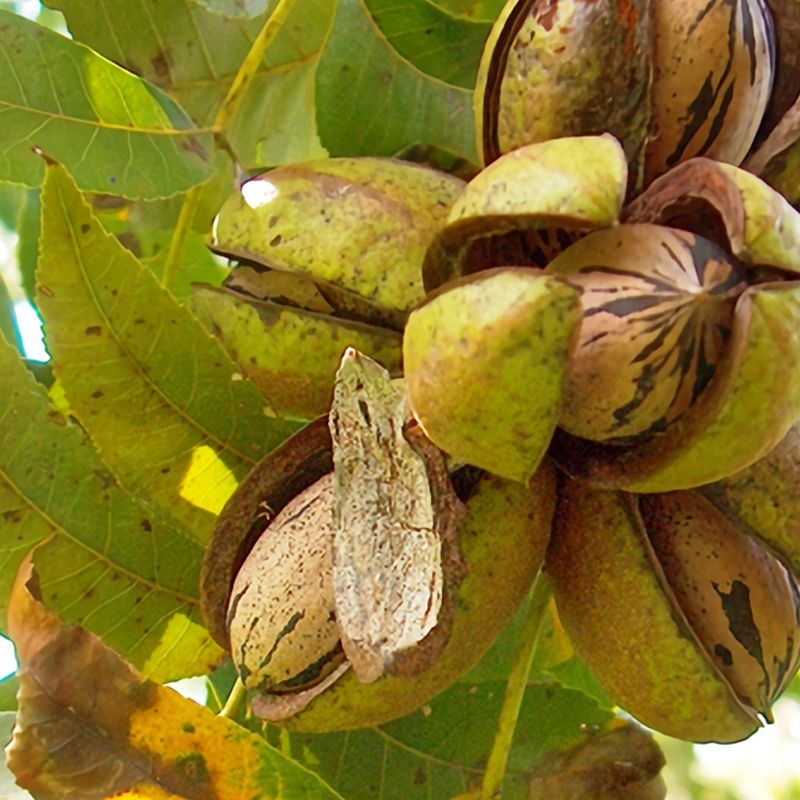 Gloria Grande Pecan
