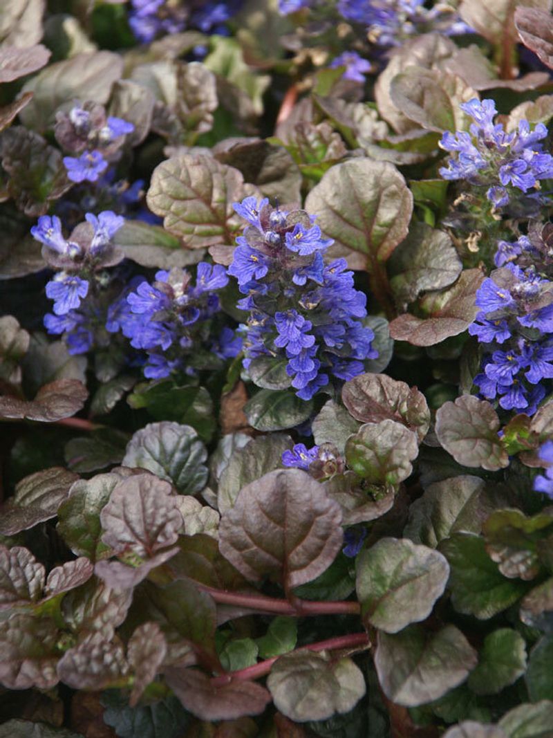 Glossy Ajuga 'Black Scallop' Carpets Shady Ground Year-Round