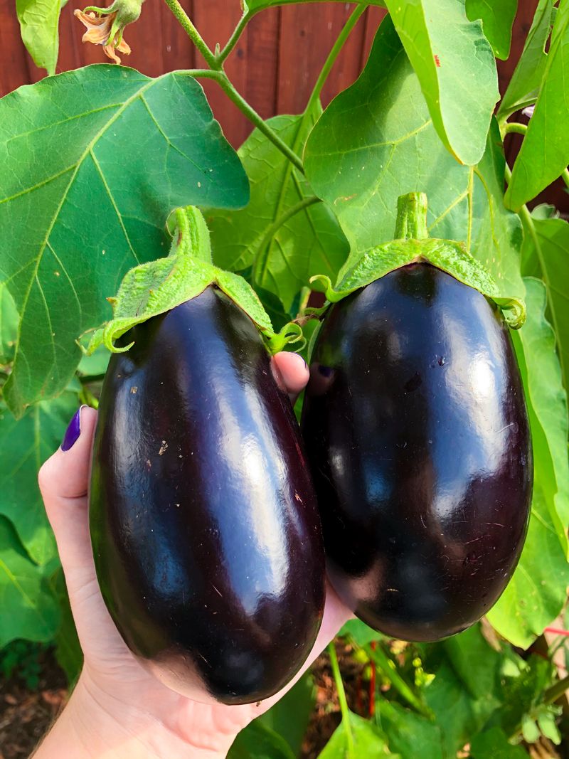 Glossy Eggplants Should Be Picked Before The First Frost Glossy Eggplants Should Be Picked Before The First Frost
