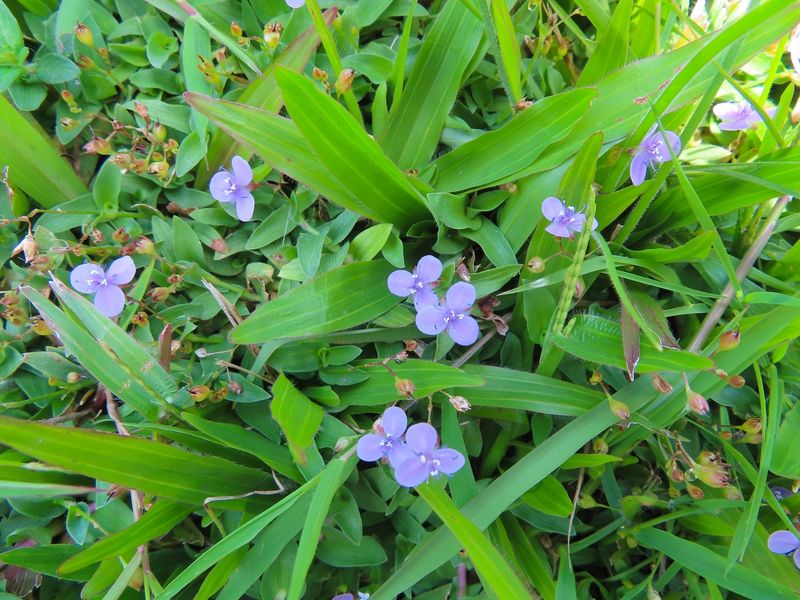 Glossy, Grass-Like Leaves And Tiny Purple Flowers Give It Away Glossy, Grass-Like Leaves And Tiny Purple Flowers Give It Away