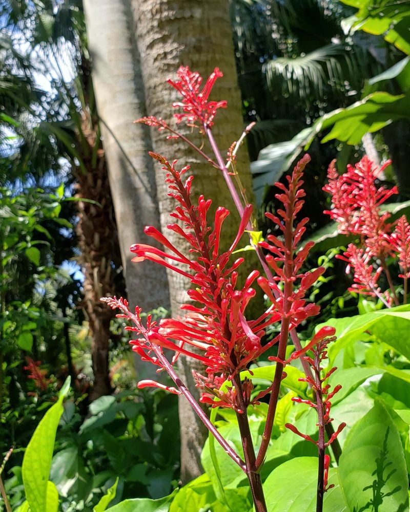 Glossy Green Clumps Can Suddenly Send Up Bright Red Spikes Glossy Green Clumps Can Suddenly Send Up Bright Red Spikes