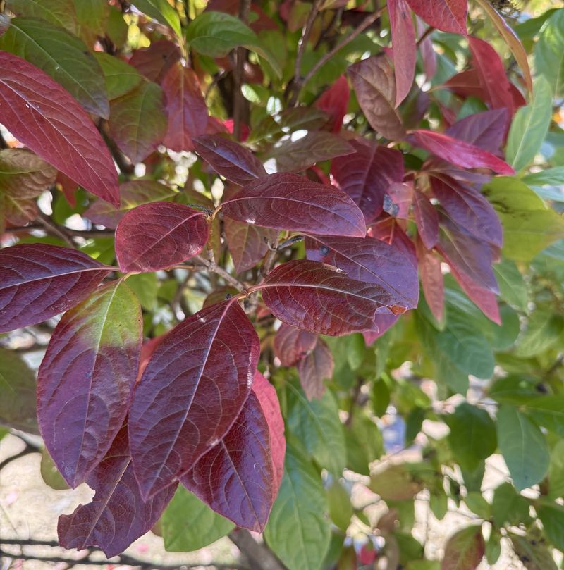 Glossy Leaves And Brilliant Fall Color Glossy Leaves And Brilliant Fall Color