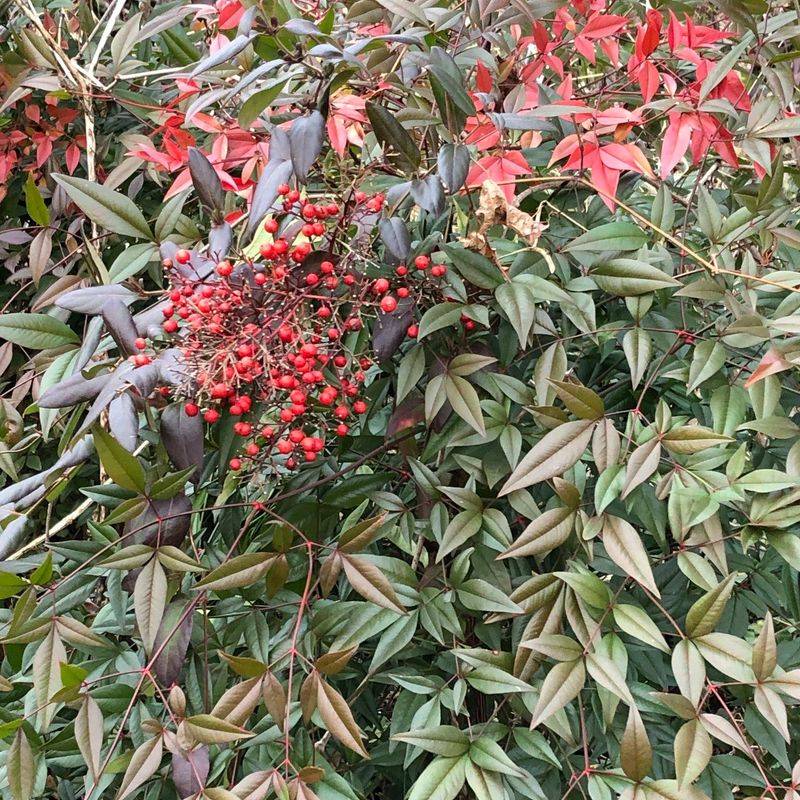 Glossy Red Clusters Look Like A Winter Feast For Birds Glossy Red Clusters Look Like A Winter Feast For Birds