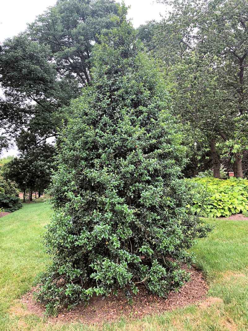 Glossy, Spiny Leaves Make Dragon Lady Holly A Tough Barrier Glossy, Spiny Leaves Make Dragon Lady Holly A Tough Barrier