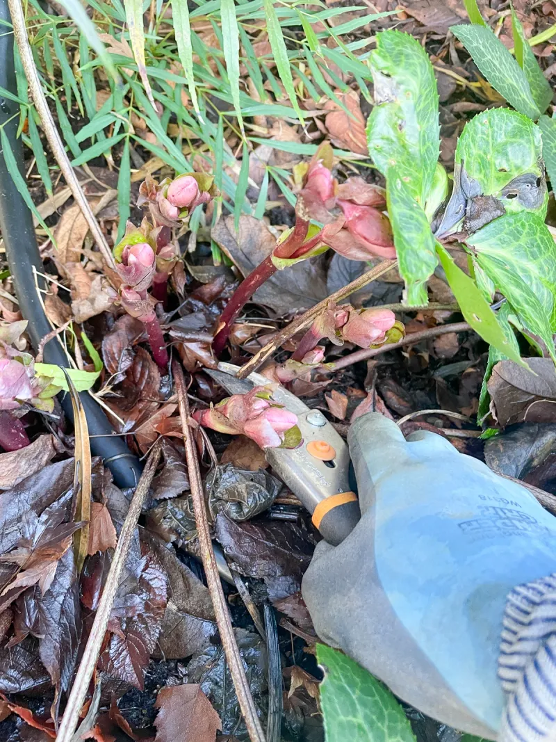 Gloves Help, Since The Sap Can Irritate Skin Gloves Help, Since The Sap Can Irritate Skin