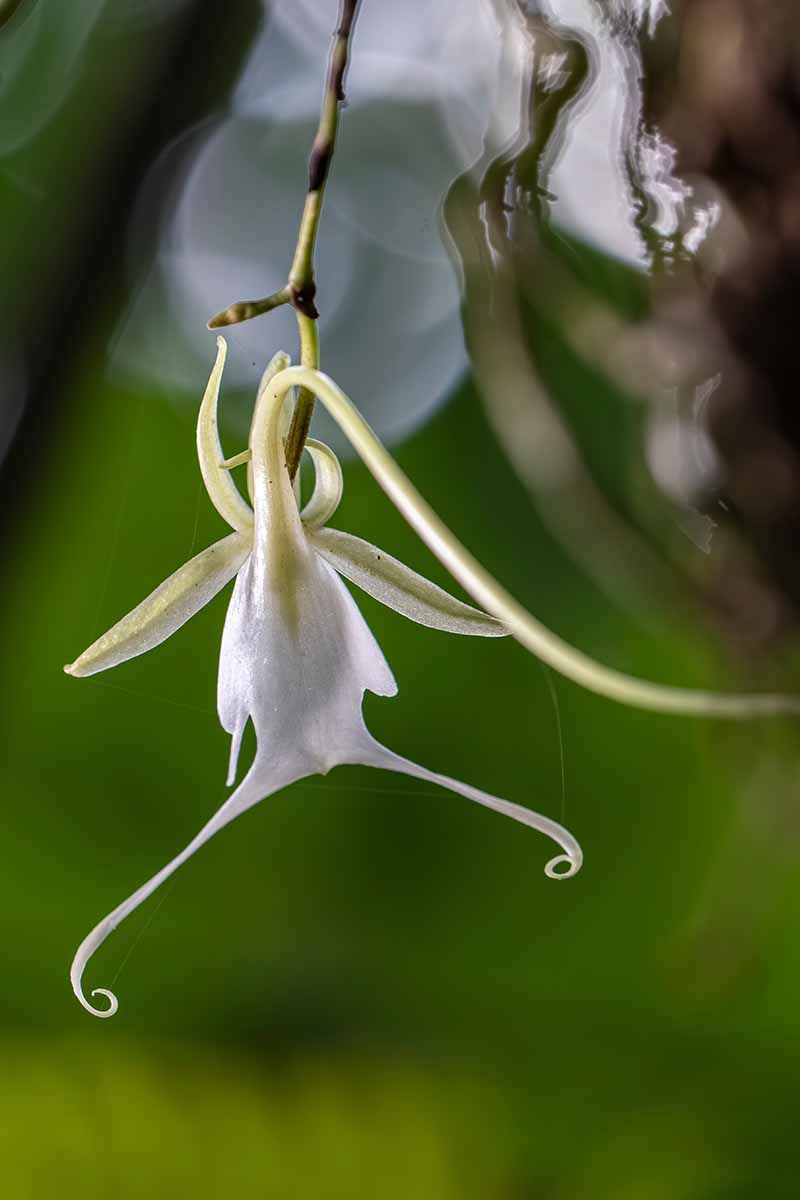Glowing Displays Mimic Real Plants Like Ghost Orchids
