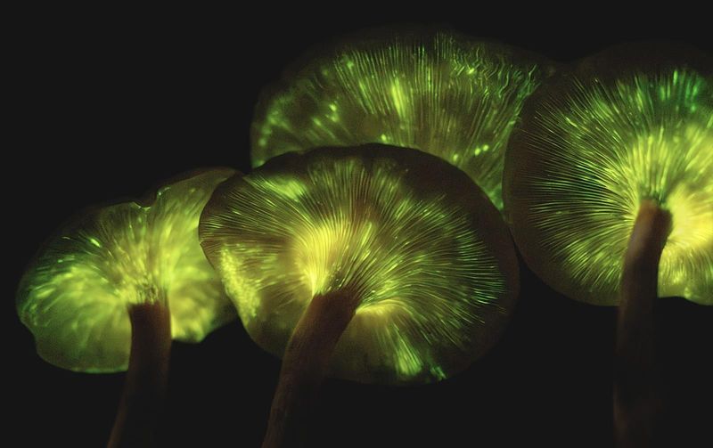 Glowing Gills Light Up The Dark Glowing Gills Light Up The Dark