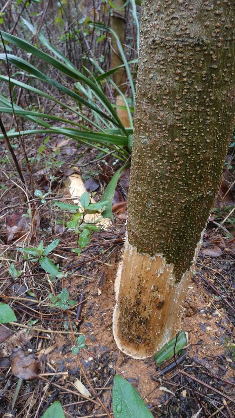 Gnawed Bark At The Base Of Young Trees Says Winter Hunger Has Started