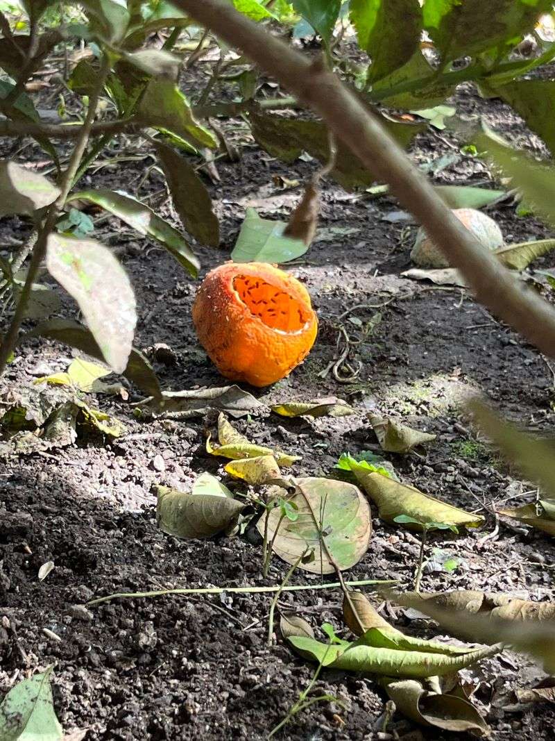 Gnawed Fruit And Nuts Litter The Ground Gnawed Fruit And Nuts Litter The Ground