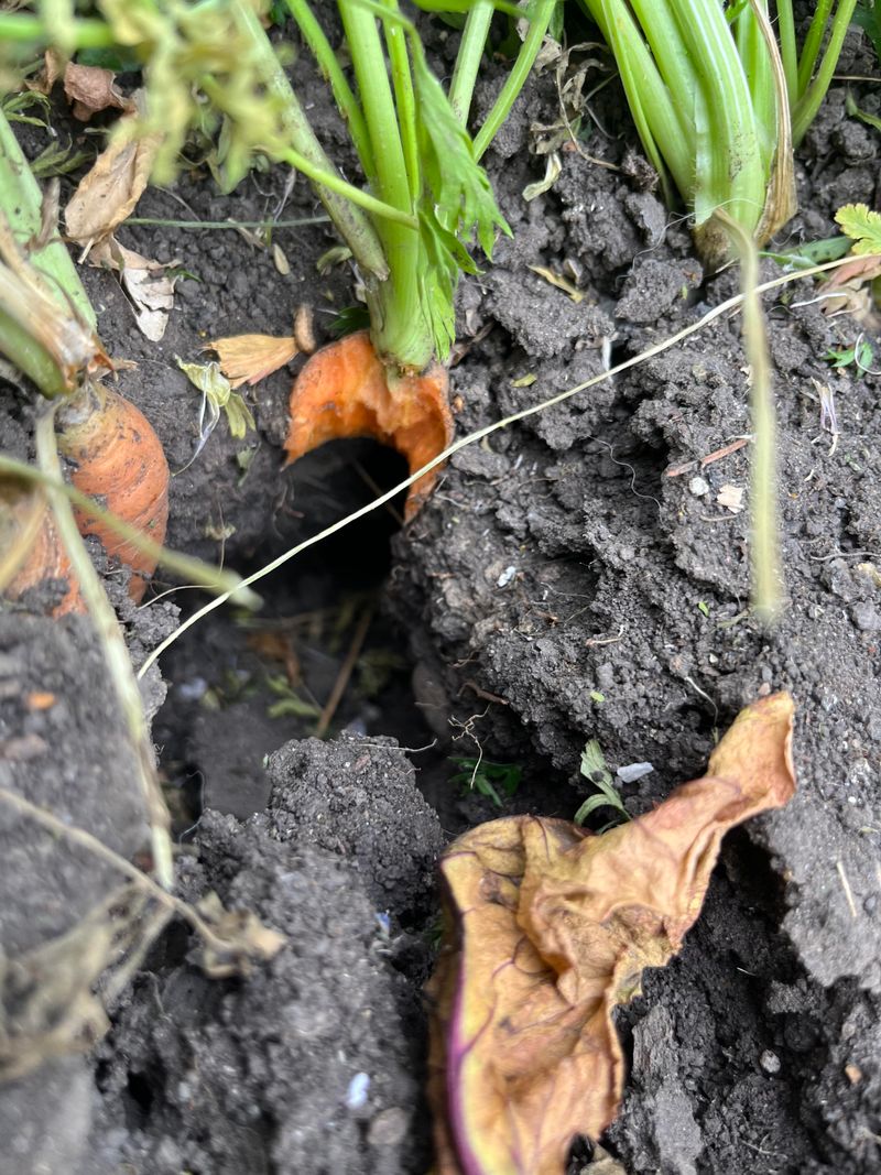 Gnawed Roots Beneath The Garden Beds