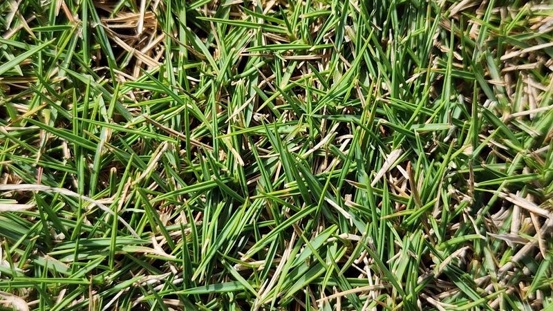 Go Easy On Warm-Season Grass In Coastal Parts Go Easy On Warm-Season Grass In Coastal Parts