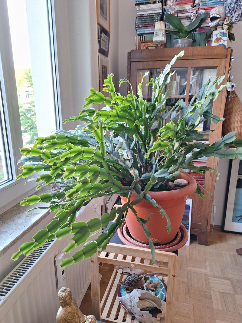 Go Up Just One Pot Size