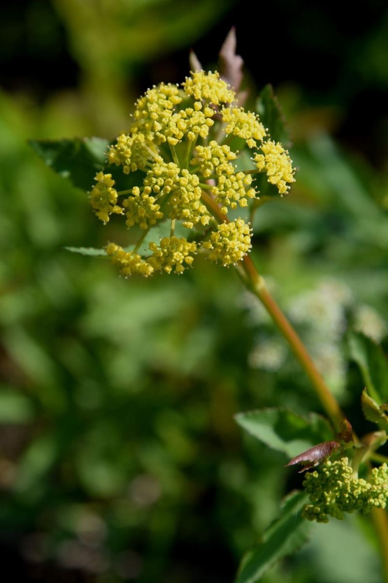 Golden Alexanders Brings Sunshine And Pollen Golden Alexanders Brings Sunshine And Pollen