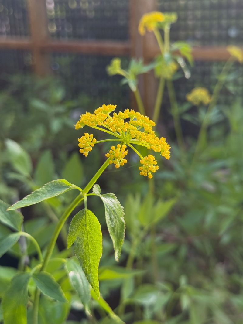Golden Alexanders Offer Flat Clusters Small Beneficial Wasps Can Reach Golden Alexanders Offer Flat Clusters Small Beneficial Wasps Can Reach