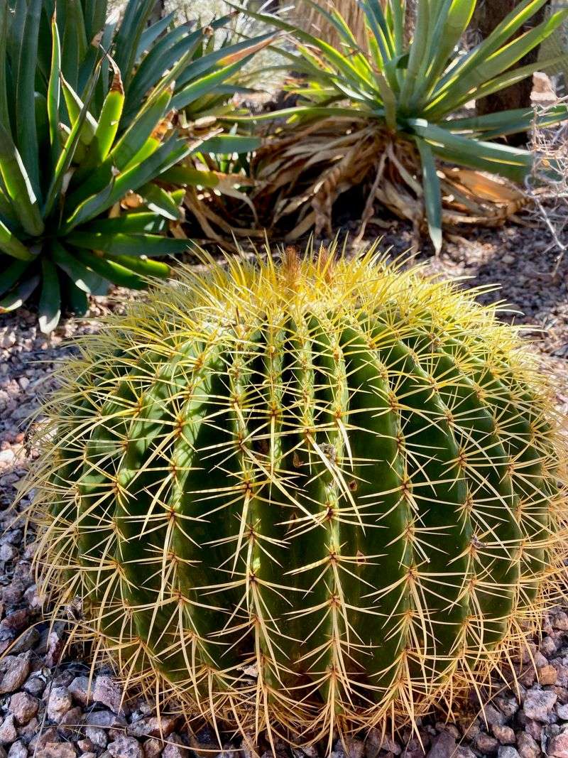 Golden Barrel Cactus