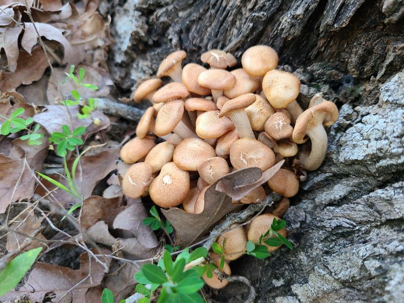 Golden Clusters Around A Trunk Hint At What's Happening Underground
