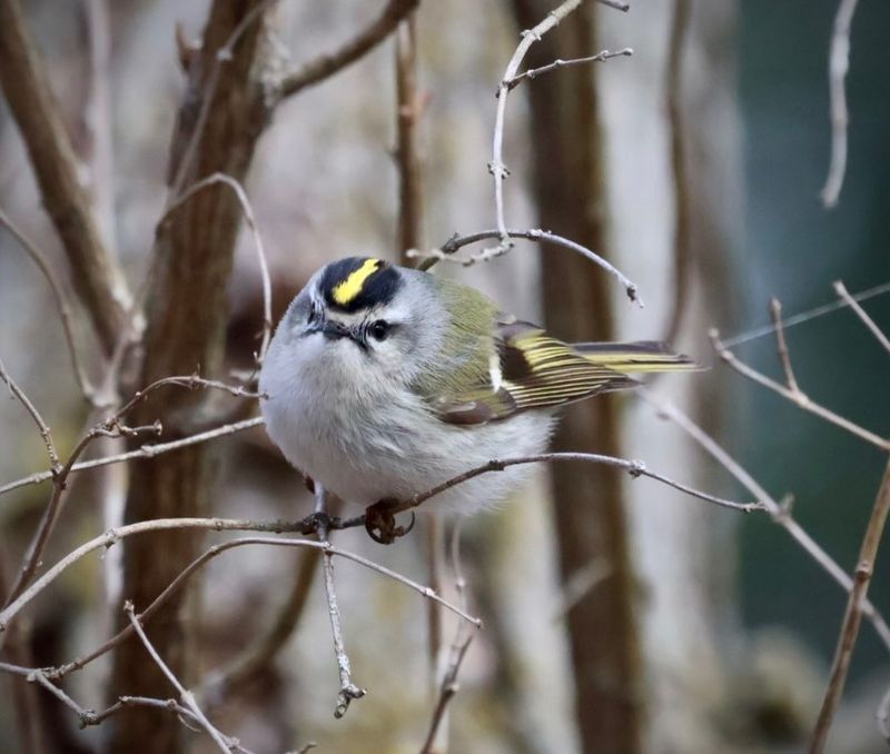 Golden-Crowned Kinglet