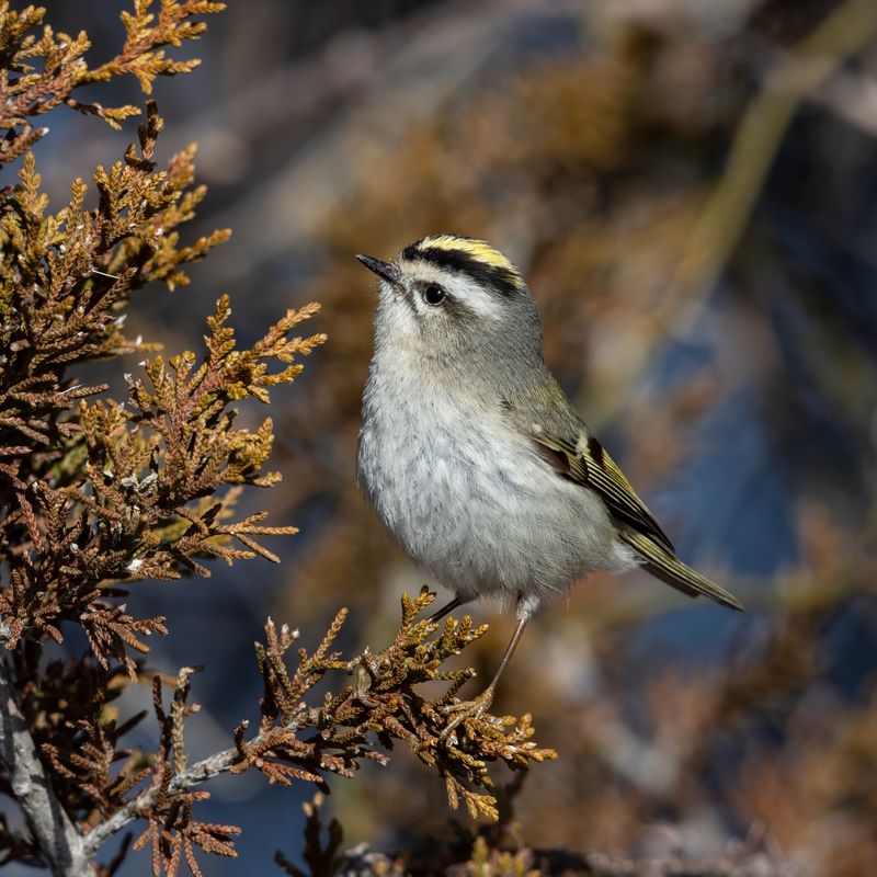 Golden-Crowned Kinglets Join Winter Foraging Flocks Golden-Crowned Kinglets Join Winter Foraging Flocks